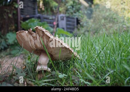 Eine giftige Pilze auf dem Rasen im Garten. Stockfoto