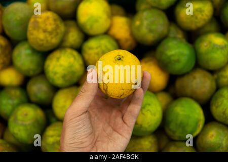 Mans Hand eine grüne Frische ganze reife Green Tangerine mit viel Grün tangerinen als Hintergrund. Essen Konzept. Tropischen und Exotischen Früchten Stockfoto