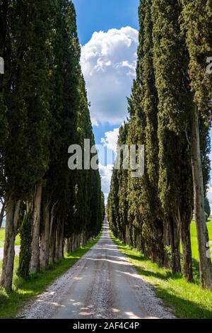 Eine kleine Schotterstraße in der landwirtschaftlichen Landschaft, flankiert von Cypress Avenue Stockfoto