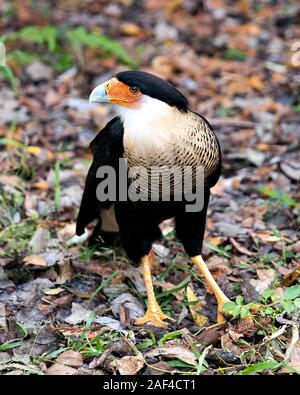 Karakara Vogel close-up Profil anzeigen mit Laub Hintergrund anzeigen sein Gefieder, Körper, Kopf, Schnabel, Auge, Krallen, gelb-orange, gelb-orange Stockfoto