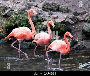 Flamingo Vögel Trio close-up Profil anzeigen im Wasser marschieren und ihre Flügel anzeigen, schöne Gefieder, rosa Gefieder, Köpfe, lange Hälse. Stockfoto