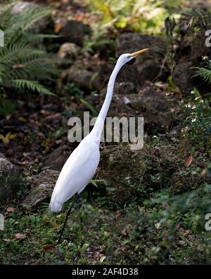 Silberreiher Vogel close-up Profil anzeigen im Laub von mit weißen Blumen mit seinen Hals erweitert, Suchen, Anzeigen von seinem Körper, Kopf, Schnabel, Auge Stockfoto