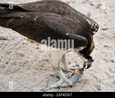 Osprey Vogel close-up Profil anzeigen Essen Ein Fisch seine braunes Gefieder Kopf, talons mit bokeh Hintergrund in seiner Umgebung und Umwelt. Stockfoto