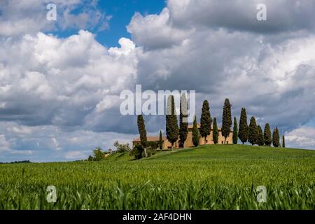 Typische hügelige Toskanische Landschaft im Val d'Orcia mit grünen Feldern und einem Bauern Haus umgeben von Zypressen Stockfoto