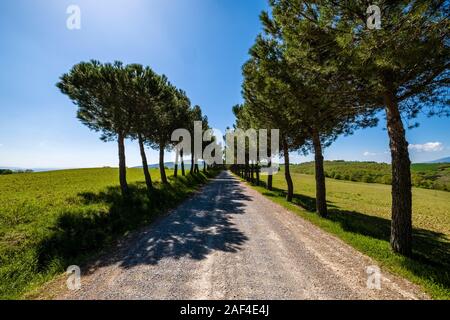 Eine kleine Schotterstraße in der landwirtschaftlichen Landschaft, von Pinien umgeben Stockfoto