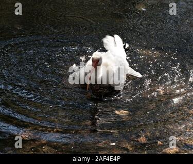 White Ibis Vogel close-up Profil anzeigen im Wasser baden mit fließend Wasser Hintergrund anzeigen seinen langen Schnabel, weißes Gefieder, weißen Körper, in seinem Stockfoto