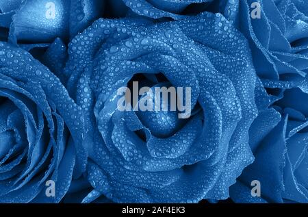 Floral background von schönen Rosen Knospen mit Wassertropfen auf die Blütenblätter in der angesagten Farbe Blau. Farbe des Jahres Konzept 2020. Ansicht von oben. Stockfoto