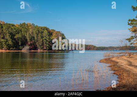 Freiliegende Küstenlinie von Trockenheit am Lake Lanier, Georgien mit Gräsern und einen umgestürzten Baum auf einem bunten sonnigen Tag im Herbst Stockfoto