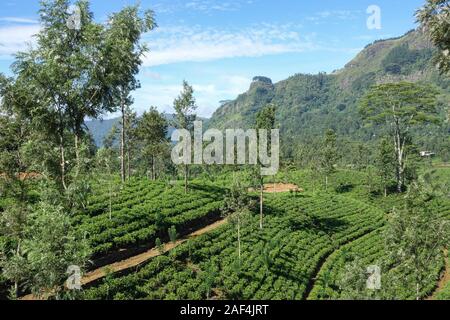 Blick auf die Teeplantagen und Berge in der zentralen Provinz, Sri Lanka Stockfoto