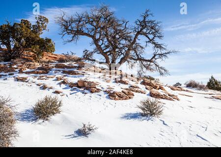 Einen alten Baum auf einer Schnee felsigen Hügel unter einem klaren blauen Himmel bedeckt, Canyonlands National Park, Insel im Himmel, Utah, USA. Stockfoto