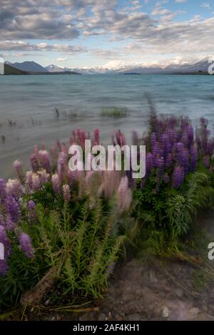 Lupinen Am Gletschersee Tekapo in Canterbury, Neuseeland Stockfoto