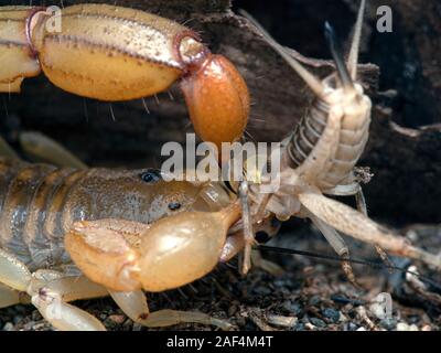 Erwachsene Frau Arizona stripe-tailed Scorpion, Paravaejovis spinigerus, stechen seine Beute (a Cricket) Stockfoto