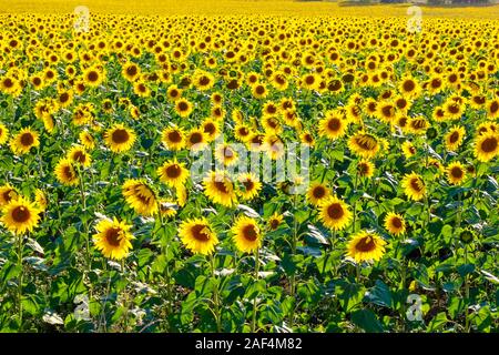 Zeile nach Zeile von Sonnenblumen im Sonnenblumenfeld Stockfoto