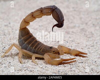 In hohem Grade giftige fattail Scorpion, Androctonus Australis, auf Sand, Seitenansicht, Nahaufnahme. Diese Spezies aus Nordafrika und dem Nahen Osten ist eine der Th Stockfoto