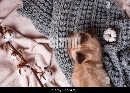 Kleine lustige Kätzchen auf gestrickte Plaid Stockfoto