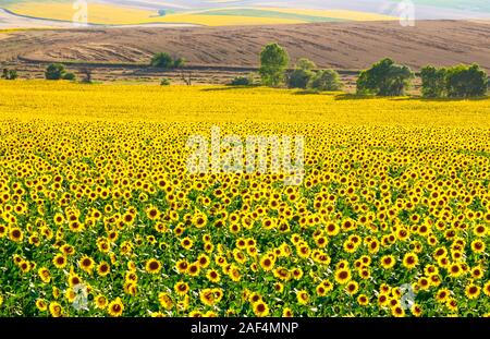 Zeile nach Zeile von Sonnenblumen im Sonnenblumenfeld Stockfoto