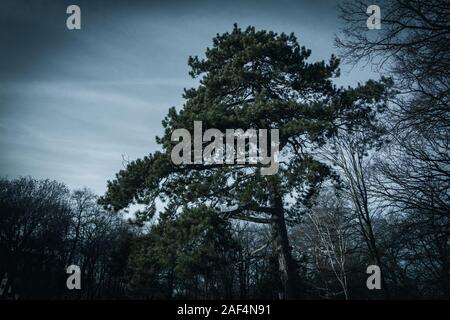 Ein Baum im modrigen Sinne in einem Waldgebiet in Malmö, Schweden, während eines Winteruntergangs. Stockfoto