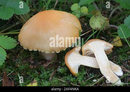 Cuphophyllus pratensis, bekannt als Wiese waxcap, Wiese, Festkochend festkochend Kappe Kappe, Lachs oder Butter meadowcap, wilde Pilze aus Finnland Stockfoto