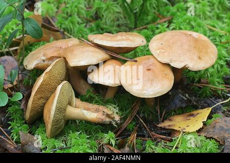 Suillus bovinus, bekannt als Kuh Pilz oder Rinder bolete, essbare Pilze aus Finnland Stockfoto