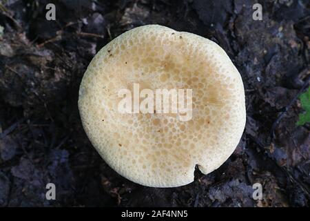 Lepista gilva (Lepista flaccida f. gilva,), als Tawny Trichter Pilz bekannt, wilde Pilze aus Finnland Stockfoto