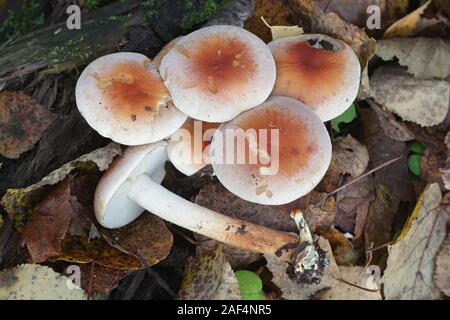 Hypholoma lateritium, wie Ziegel oder Backstein Büschel bekannt, Pilze aus Finnland Stockfoto