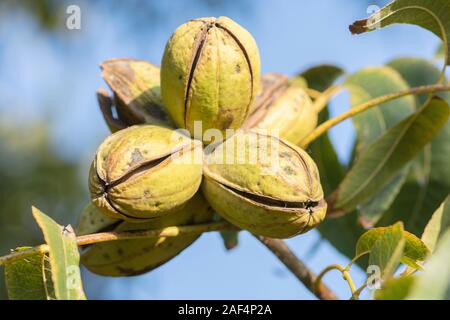 Reif Pekannuss (Carya illinoinensis) auf den Baum, mit Schalen öffnen, zur Ernte bereit Stockfoto