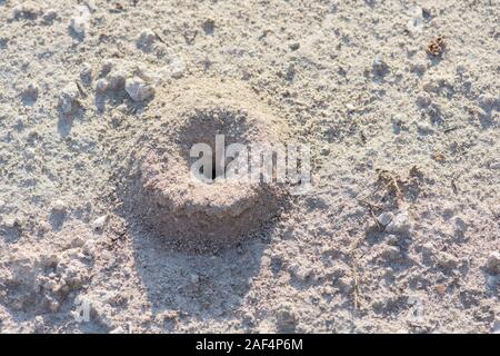 Wenig Ant's Nest in den Sand Stockfoto