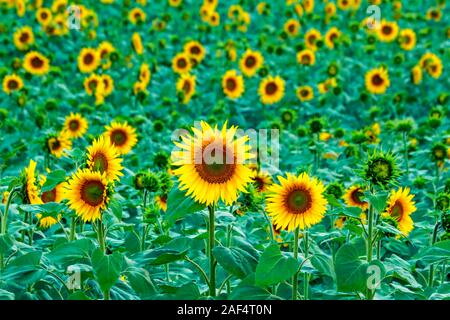 Zeile nach Zeile von Sonnenblumen im Sonnenblumenfeld Stockfoto