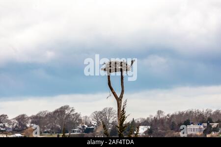 Nicht belegte osprey Nest in einer Winterlandschaft, Shelter Island, NY Stockfoto