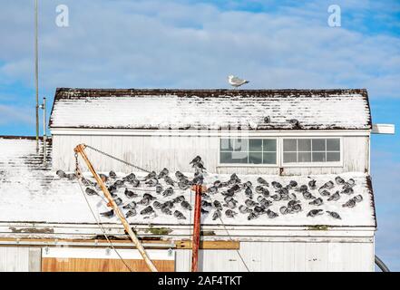 Vögel Zuflucht nehmen aus der Kälte auf einem Gebäude in Montauk, New York Stockfoto