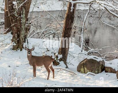 Young Buck in einer Winterlandschaft mit Teich Stockfoto