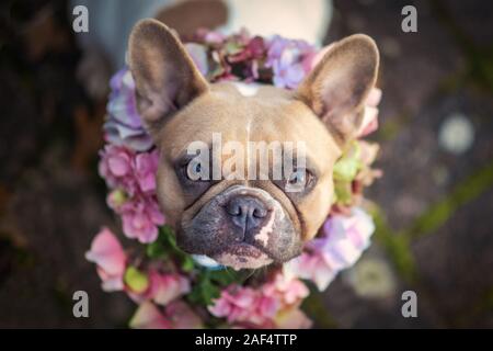 Porträt einer schönen roten Pied weibliche Französische Bulldogge Hund trägt ein Rosa und Lila Blume Kragen schaut in die Kamera Stockfoto