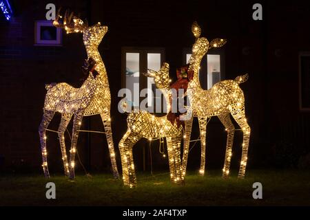 Große wicker Rentier Ornamente mit Weihnachtsbeleuchtung beleuchtet in einem Vorgarten, Großbritannien Stockfotografie