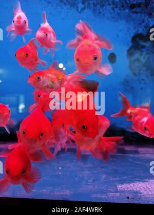 Goldene Fische schwimmen im Süßwasser-aquarium Stockfoto