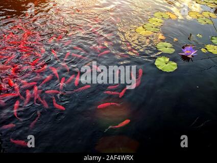 Berühmte asiatische Fische Koi Karpfen, gefärbte Sorten von Amur Karpfen für dekorative Zwecke im Außenbereich koi Teich gehalten, Wasser Garten. Stockfoto