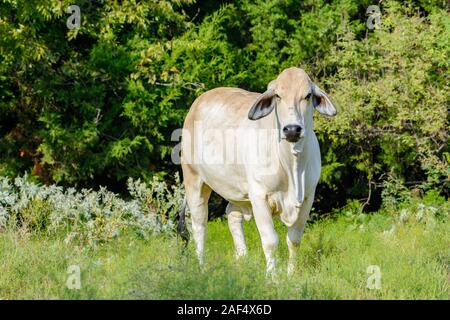 Brahman Kuh close-up stehen in einem Feld Stockfoto