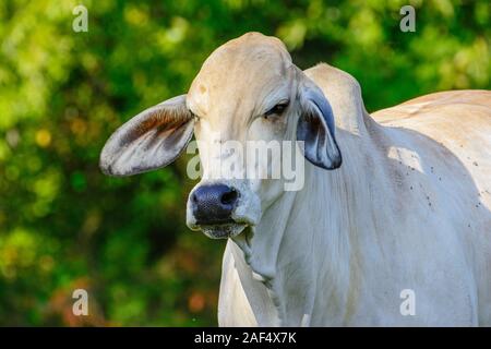 Brahman Kuh close-up von Kopf, Gesicht und Schultern Stockfoto