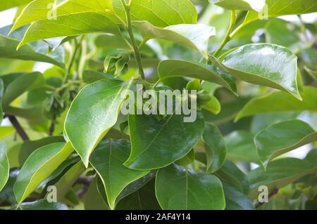 Detail einer Filiale einer persimone Baum, in der mehrere Knospen unter den reichlich neue Blätter des Frühlings gesehen werden Stockfoto