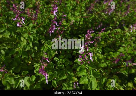 Lila Mint Sporn - Blüte Blüte Pflanzen (Plectranthus sp.) Stockfoto