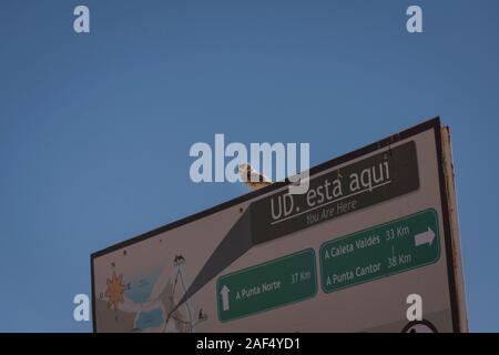 Grabende Eule thront auf einem Sie sind hier Route anmelden Peninsula Valdes, Puerto Piramides, Patagonien, Argentinien Stockfoto