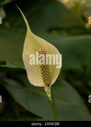 Blütenblatt und Samen von einem Frieden Lilie Blume, Spathiphyllum, mit grünen Blättern Stockfoto