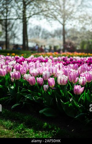 Einer der größten Blume der Welt Gärten in Lisse, Niederlande. In der Nähe von blühenden Blumenbeete von rosa Tulpen Stockfoto