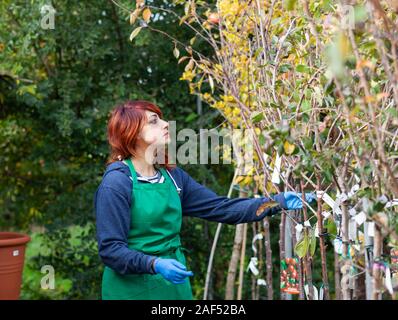 Junge Floristen mit roten Haaren arbeitet in einer Gärtnerei. Sie ist mit der Auswahl eines Prunus avium verpflichtet. Gartenarbeit Konzept. Stockfoto