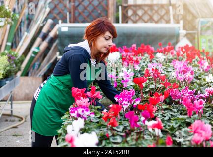 Junge Floristen mit roten Haaren arbeitet in einer Gärtnerei. Sie kümmert sich um die Cyclamen. Gartenarbeit Konzept. Stockfoto