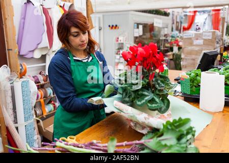 Junge Floristen mit roten Haaren arbeitet in einer Gärtnerei. Sie kümmert sich um die Cyclamen. Gartenarbeit Konzept. Stockfoto