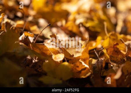 Herbst Eichenlaub an einem sonnigen Tag Stockfoto