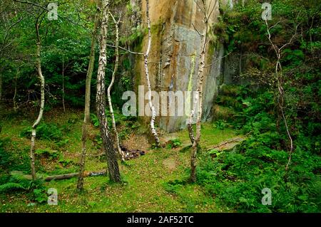 Silver Birch Bäume in der Nähe einer Gewinkelten Gesicht in Yarncliffe Steinbruch auf dem longshaw Immobilien in der Nähe von Grindleford Stockfoto
