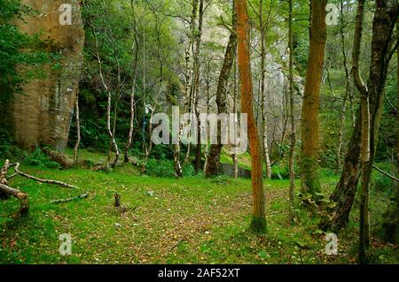 Silver Birch Bäumen und einem alten Seil in der Nähe einer Gewinkelten Gesicht in Yarncliffe Steinbruch auf dem longshaw Immobilien in der Nähe von Grindleford Stockfoto