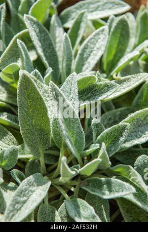 Stachys, wollig oder Stachys Blätter Pflanzen, dass eine Anlage Hintergrund erstellen. Close Up. Stockfoto