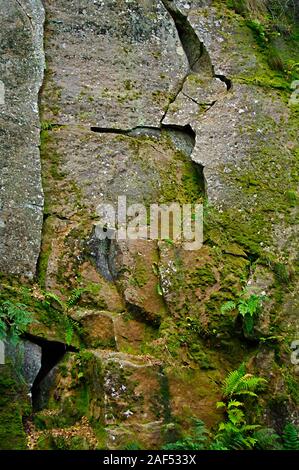 Detail des Gesichts mit mehreren Knochenbrüchen in Yarncliffe Steinbruch auf dem longshaw Immobilien in der Nähe von Grindleford Stockfoto